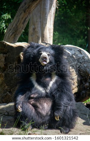 Sitting sloth bear on the sun. Melursus ursinus
