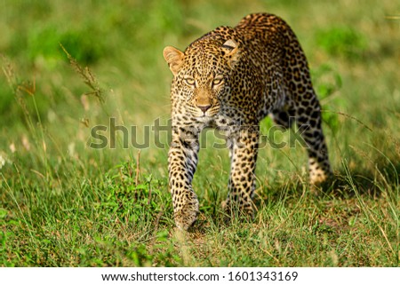 Leopard (Panthera pardus) resting upon rock - Image
