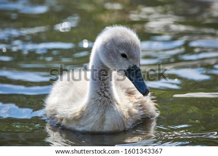 Fluffy cute сubs young white swans and adult graceful swans parents on a lake in spring in Europe