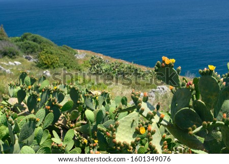 Prickly pear plants in the Salento countryside