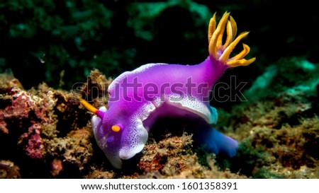amazing creature nudibranch from Bali Royalty-Free Stock Photo #1601358391