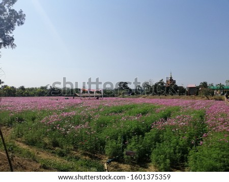 View of the pink and green flower garden