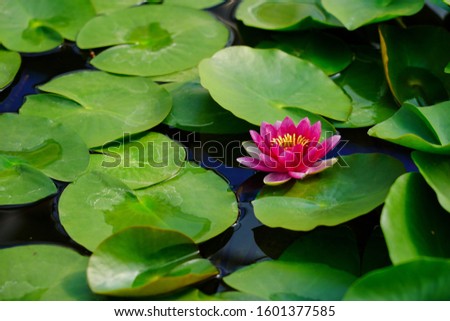 Focus on the pink lotus blossom with green leaf on the water surface.