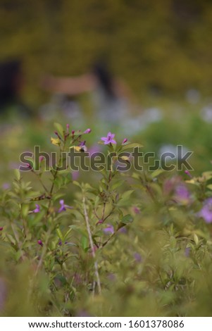 Beautiful purple flower in the valley in a garden