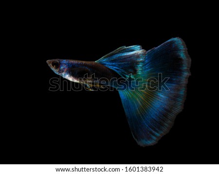 Multi color Poecilia reticulata,on black background with clipping path, platinum guppy fish