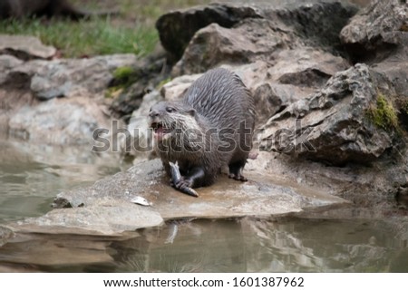 Female Asiatic Short Clawed Otter, Minnie, eating a sprat fish (Amblonyx cinereus)