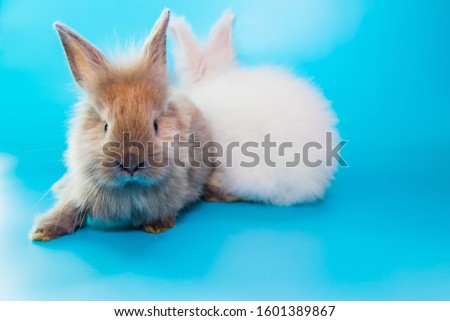 Portrait like two cute little bunnies, red looking at the adorable camera, the white rabbit turned behind a blue background.