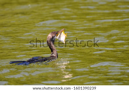  Cormorant (Phalacrocorax carbo). Madu Ganga River, Sri Lanka