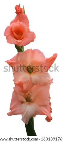Old rose gladiolus isolated on white background with clipping path. The flower blooming saw the full of stamens. Gladiolus Is a warrior's flower & a symbol of strength.