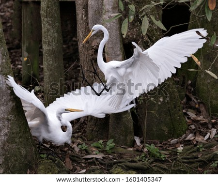 Great White Egret birds close-up profile view by water interacting in courtship displaying spread wings, white feathers plumage, yellow beak, legs, in their environment and surrounding. One bird flyin