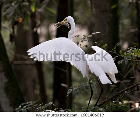 Great White Egret bird perched with spread wings with a fish in its beak with foreground and bokeh background, displaying white feathers, yellow beak, spread white wings, black legs in its environment