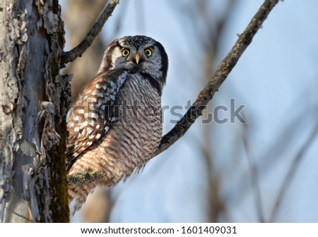 Northern Hawk-Owl (Surnia ulula) perched in a tree hunting in winter in Canada
