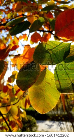 yellow leaves in Autumn,blue sky background