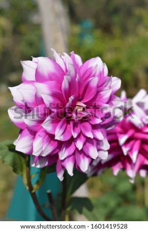 shallow focus photography of Pink and white flower