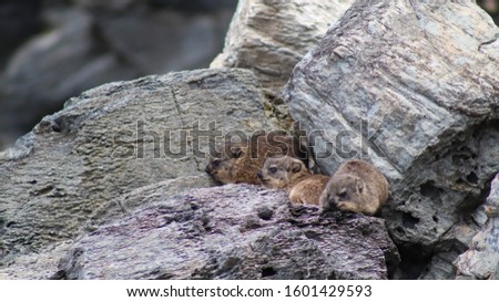 Baby rocky hyrax photographed on a cliff face in Hermanus, Western Cape. South Africa. 