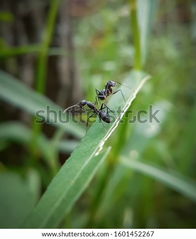 Two ants siting on a leaf & communicating with each other