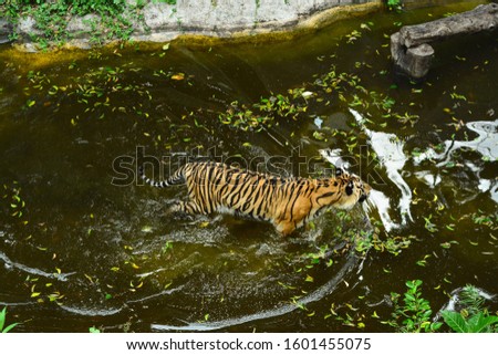 An adult sumatran tiger (Panthera tigris sumatrae) playing in a zoo pool