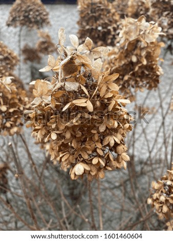Dried flowers in the changing season.