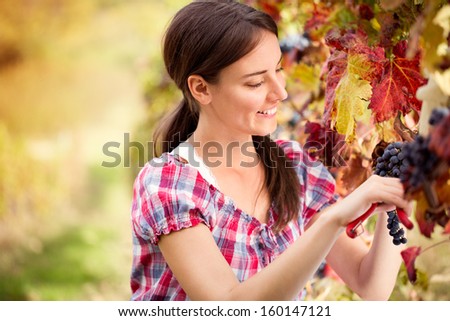 Smiling young woman picking grapes in vineyards