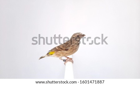 Blured black-throated canary (Crithagra atrogularis)
, african finch

