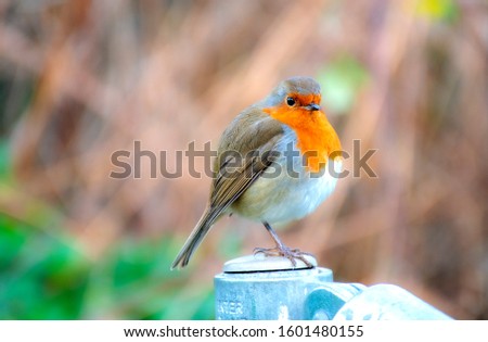 Robin red breast  on metal post 