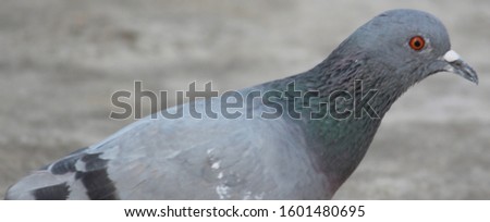 This picture of a pigeon walking in the background while not focusing on any subject