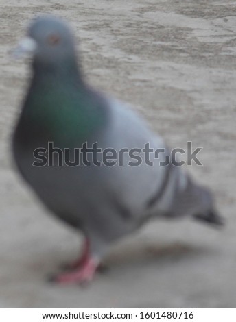 This picture of a pigeon walking in the background while not focusing on any subject