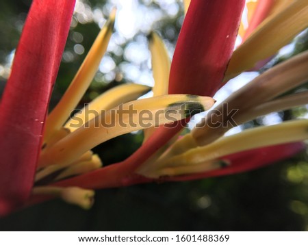 Ants insects drink juice tropical plant blossom flowers