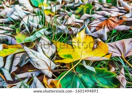 close up autumn leaves in nature