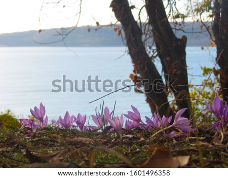 Blooming purple crocuses in the park on sea background. Glade primroses. Early spring violet flowers. Royalty-Free Stock Photo #1601496358
