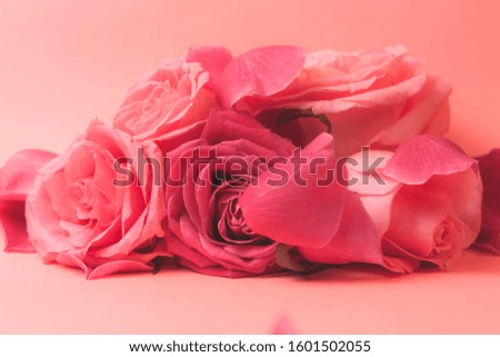 Close-up photograph of pink Rose buds. Stock photo for a card.