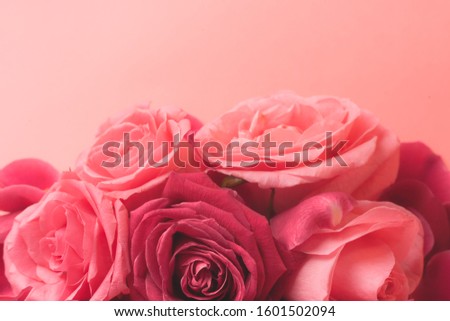Close-up photograph of pink Rose buds. Stock photo for a card.
