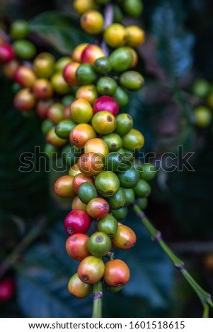 Close up of colorful coffee beans on the tree. Only the deep reds are ready to picked up by hand. Photo taken in a Farm located in Guatemala.