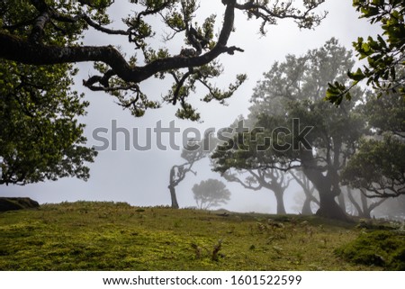 Bay trees covered with perennial moss in the fog
