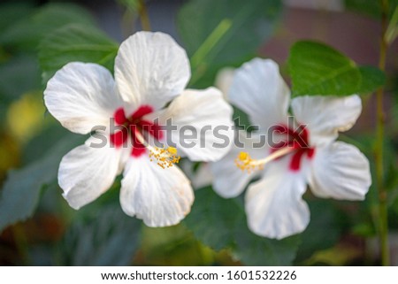 Natural floral background with selective focus pollen of white Hibiscus flowers in the garden, Rosemallows is a genus of flowering plants in the mallow family.