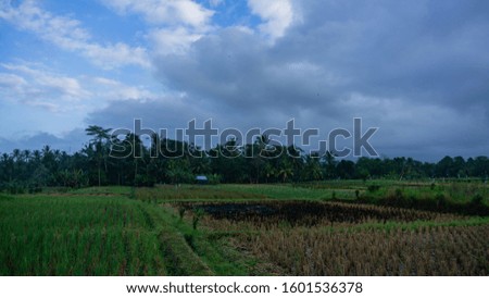 the view of a ricefield in tabanan, bali during cloudy day
