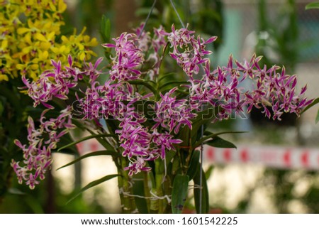 Dendrobium orchid with flash petal 