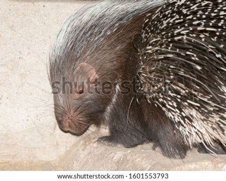 The Cape porcupine or South African porcupine, Hystrix africaeaustralis, is native to central and southern Africa.