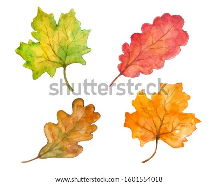 Autumn Fall leaves set watercolor hand painted clip art on isolated white background four elements design from maple and oak trees
