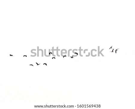 The flying birds on white background.