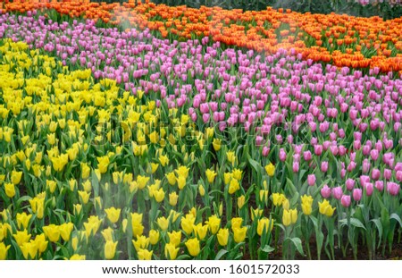 Colourful tulips growing in the flower garden in Chiang Rai province of Thailand during the winter season. Tulip is one of the most beautiful and most popular flowers in the world.