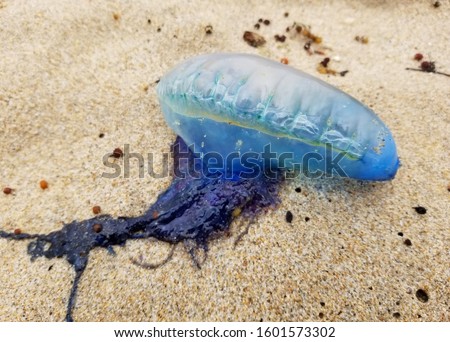 Blue bubble on the sand, also called 'Portuguese men-of-war', where its tentacles can cause allergic reaction