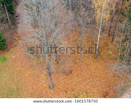abstract blurry picture of autumn leaves, beautiful texture
