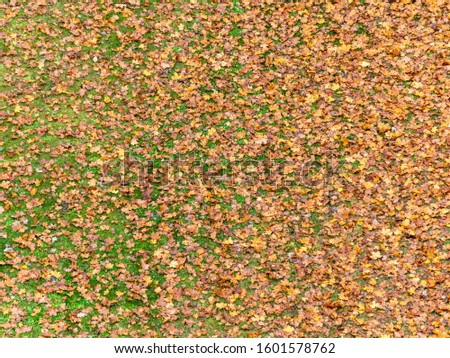 abstract blurry picture of autumn leaves, beautiful texture