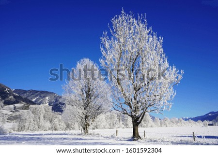 beautiful winter landscape with blue clear sky , snow and hoar frost on the trees