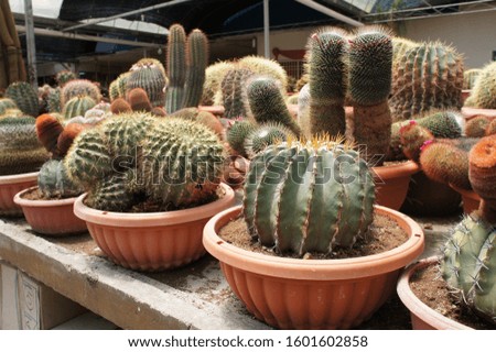 Selected focused on a group of small and colourful cactus planted in small plastic pots. The small cactus suitable to used as an indoor decoration. Sales of this cactus are a source of income for farm
