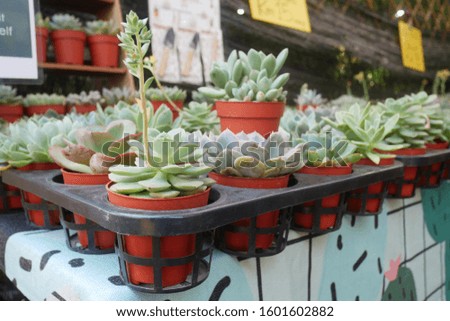 Selected focused on a group of small and colourful cactus planted in small plastic pots. The small cactus suitable to used as an indoor decoration. Sales of this cactus are a source of income for farm