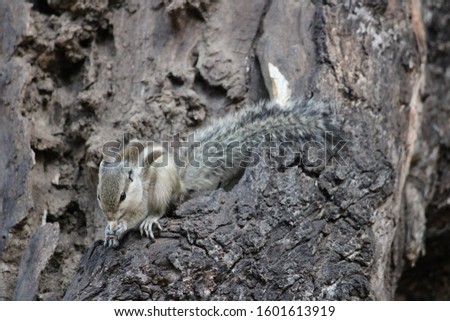 Squirrel On Dry Tree photo