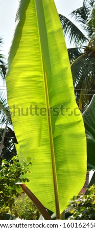 Picture of a big greenish banana leave