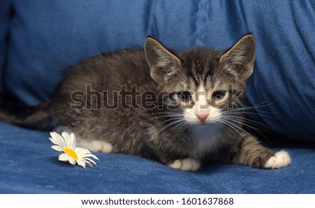 cute little brown with white kitten on a blue background with camomile